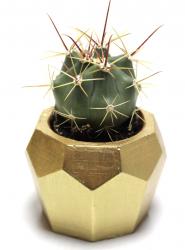 Elmas Beton Saksı - Altın HK1545