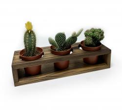 3'lü Ahşap Sukulent Standı HK0212