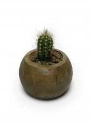 Ahşap Renkli Beton Küre Saksı