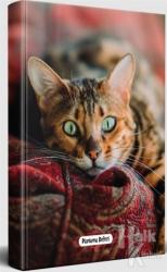 Şaşkın Kedi - Planlama Defteri