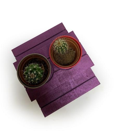 Küçük Mürdüm Ahşap Yuvalı Bank Sunumluk - Halkkitabevi