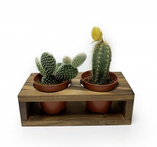 2'li Ahşap Sukulent Standı