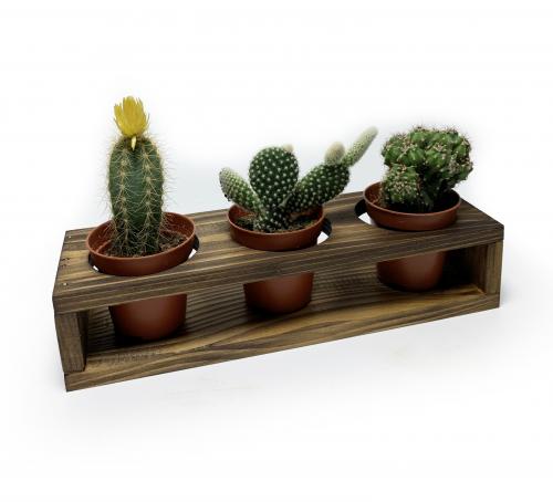 3'lü Ahşap Sukulent Standı