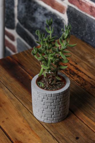 Betigo Duvar Desenli Beton Sukulent Saksısı